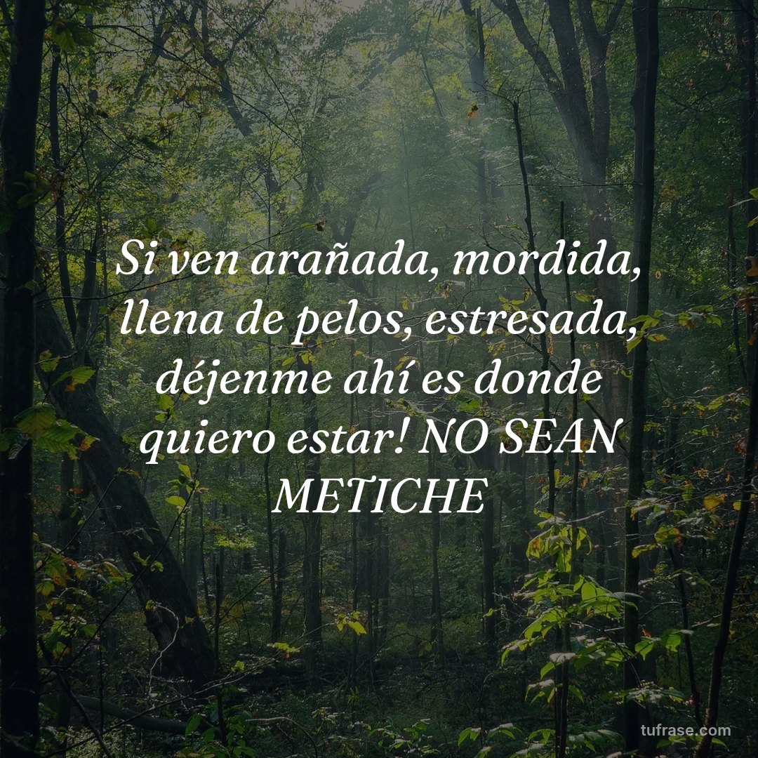 Si ven arañada, mordida, llena de pelos, estresada, déjenme ahí es donde quiero estar! NO SEAN METICHE