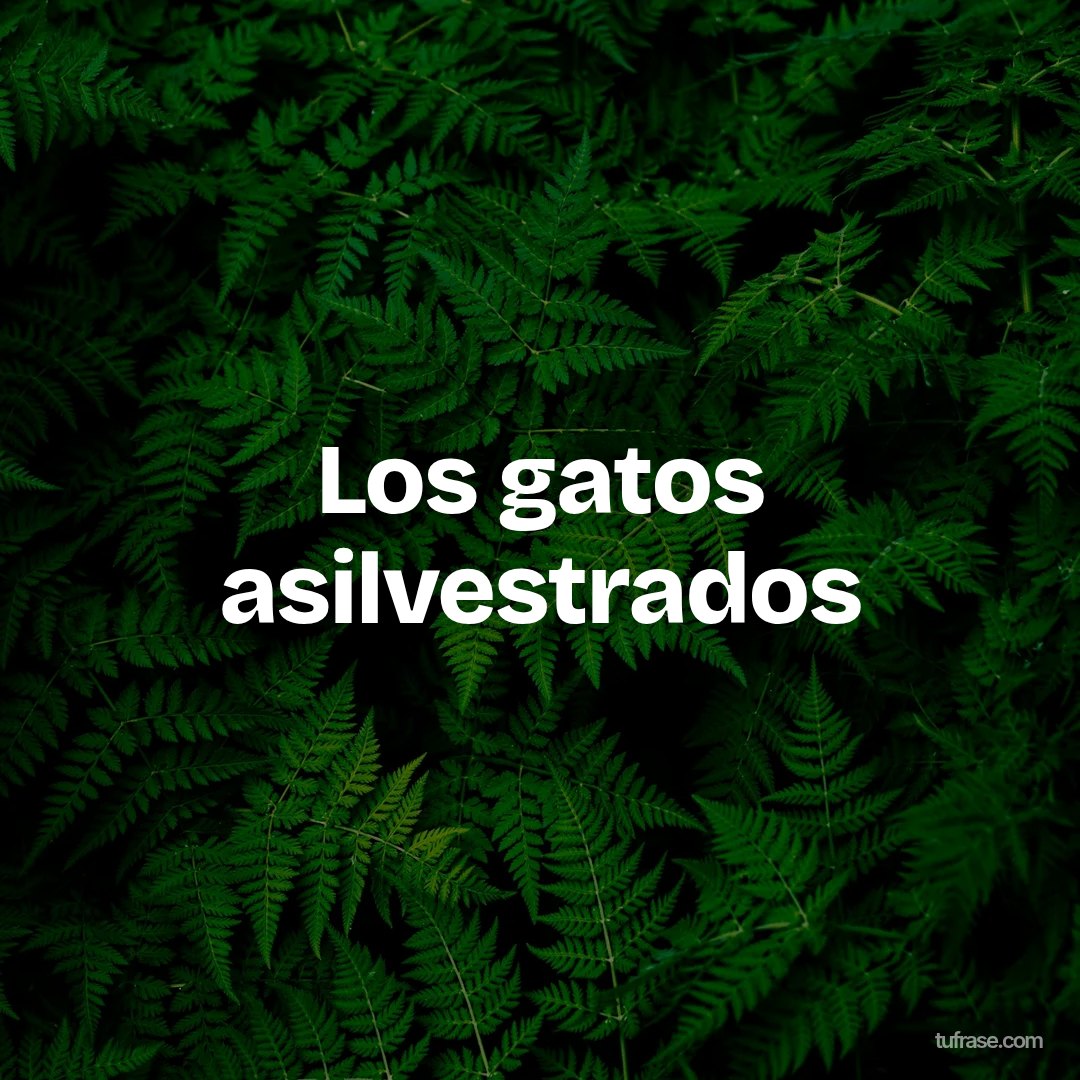 Los gatos asilvestrados