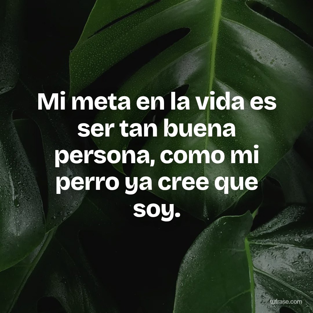 Mi meta en la vida es ser tan buena persona, como mi perro ya cree que soy.