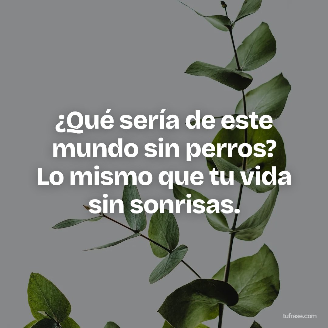 ¿Qué sería de este mundo sin perros? Lo mismo que tu vida sin sonrisas.