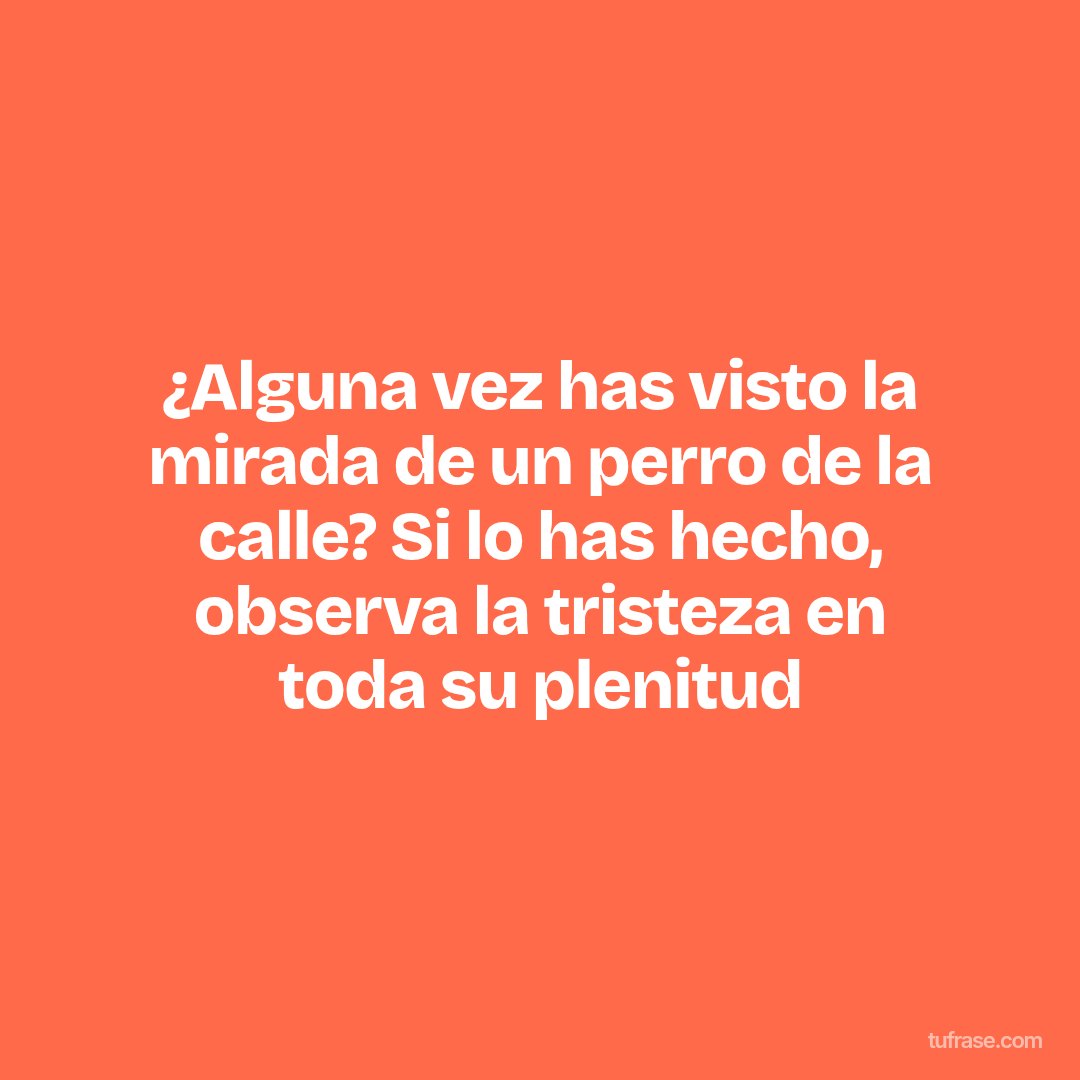 ¿Alguna vez has visto la mirada de un perro de la calle? Si lo has hecho, observa la tristeza en toda su plenitud