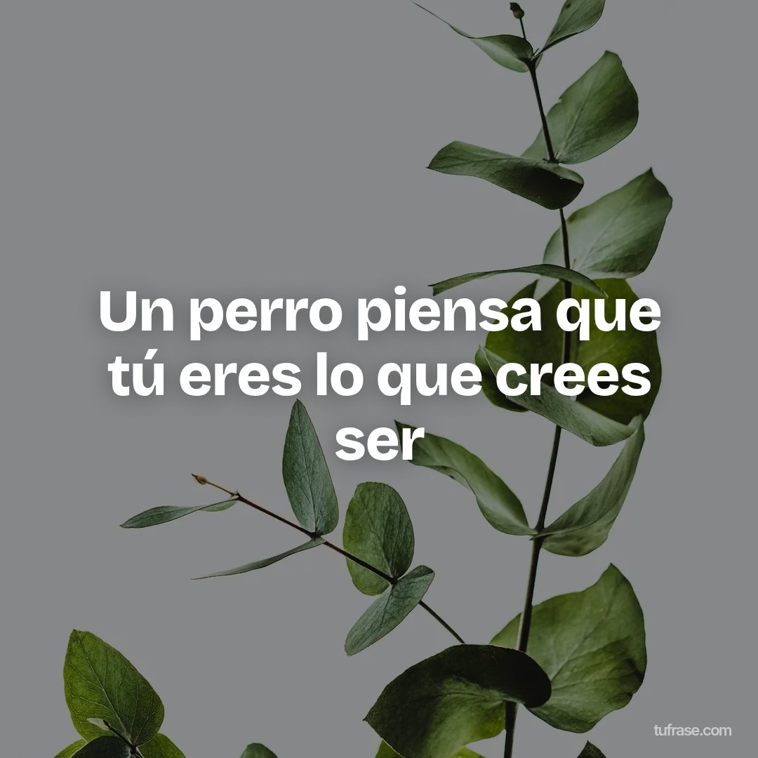 Un perro piensa que tú eres lo que crees ser