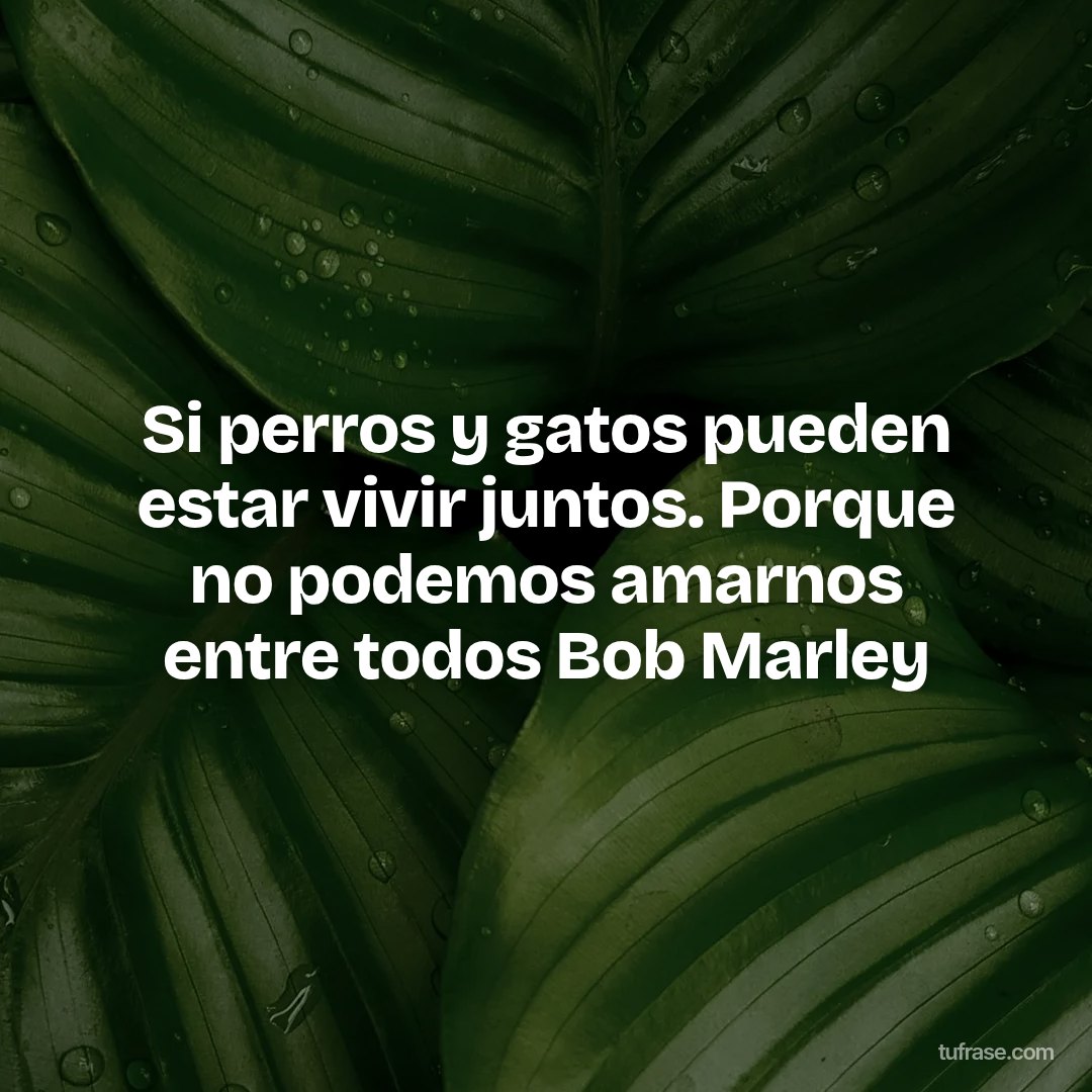 Si perros y gatos pueden estar vivir juntos. Porque no podemos amarnos entre todos Bob Marley