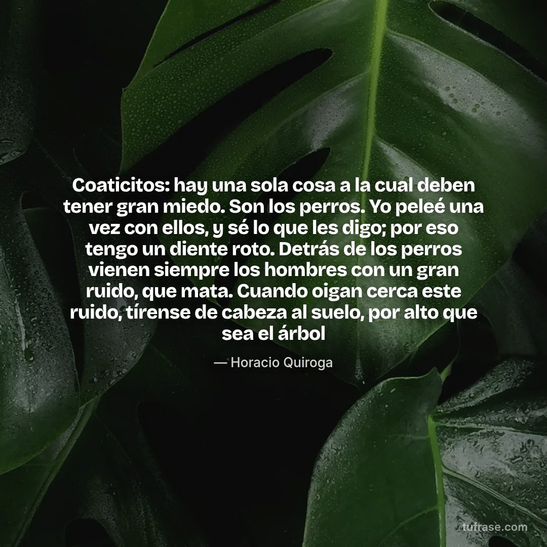 Coaticitos: hay una sola cosa a la cual deben tener gran miedo. Son los perros. Yo peleé una vez con ellos, y sé lo que les digo; por eso tengo un diente roto. Detrás de los perros vienen siempre los hombres con un gran ruido, que mata. Cuando oigan cerca este ruido, tírense de cabeza al suelo, por alto que sea el árbol