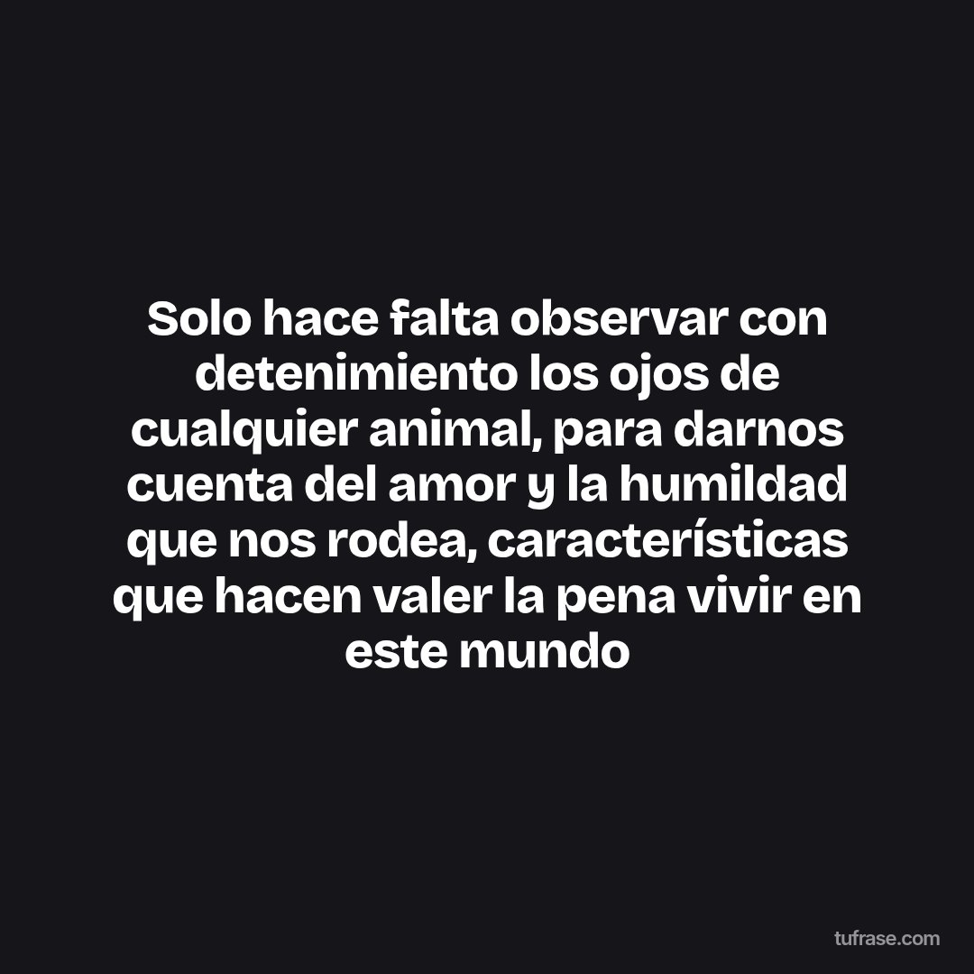 Solo hace falta observar con detenimiento los ojos de cualquier animal, para darnos cuenta del amor y la humildad que nos rodea, características que hacen valer la pena vivir en este mundo