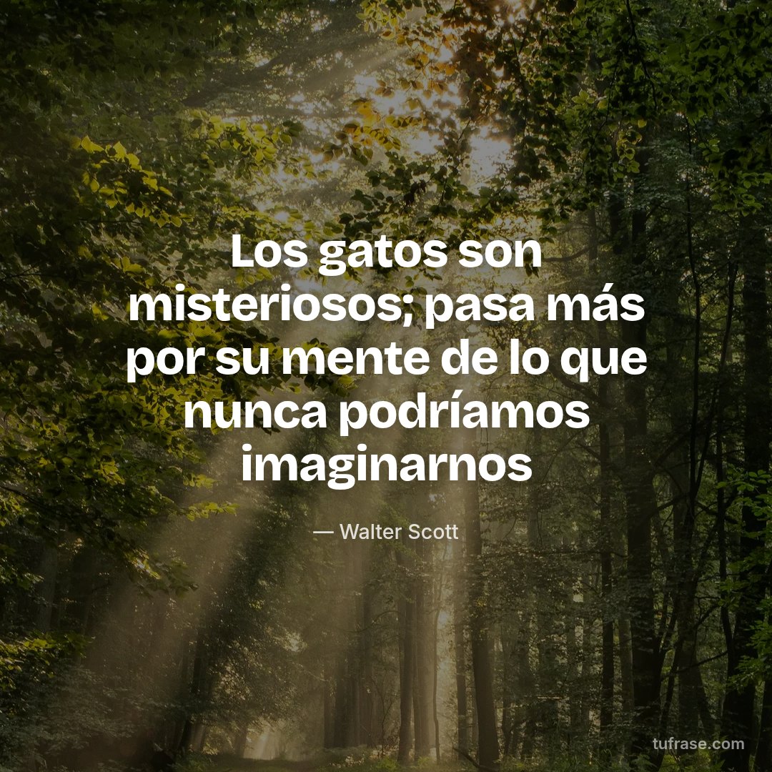Los gatos son misteriosos; pasa más por su mente de lo que nunca podríamos imaginarnos