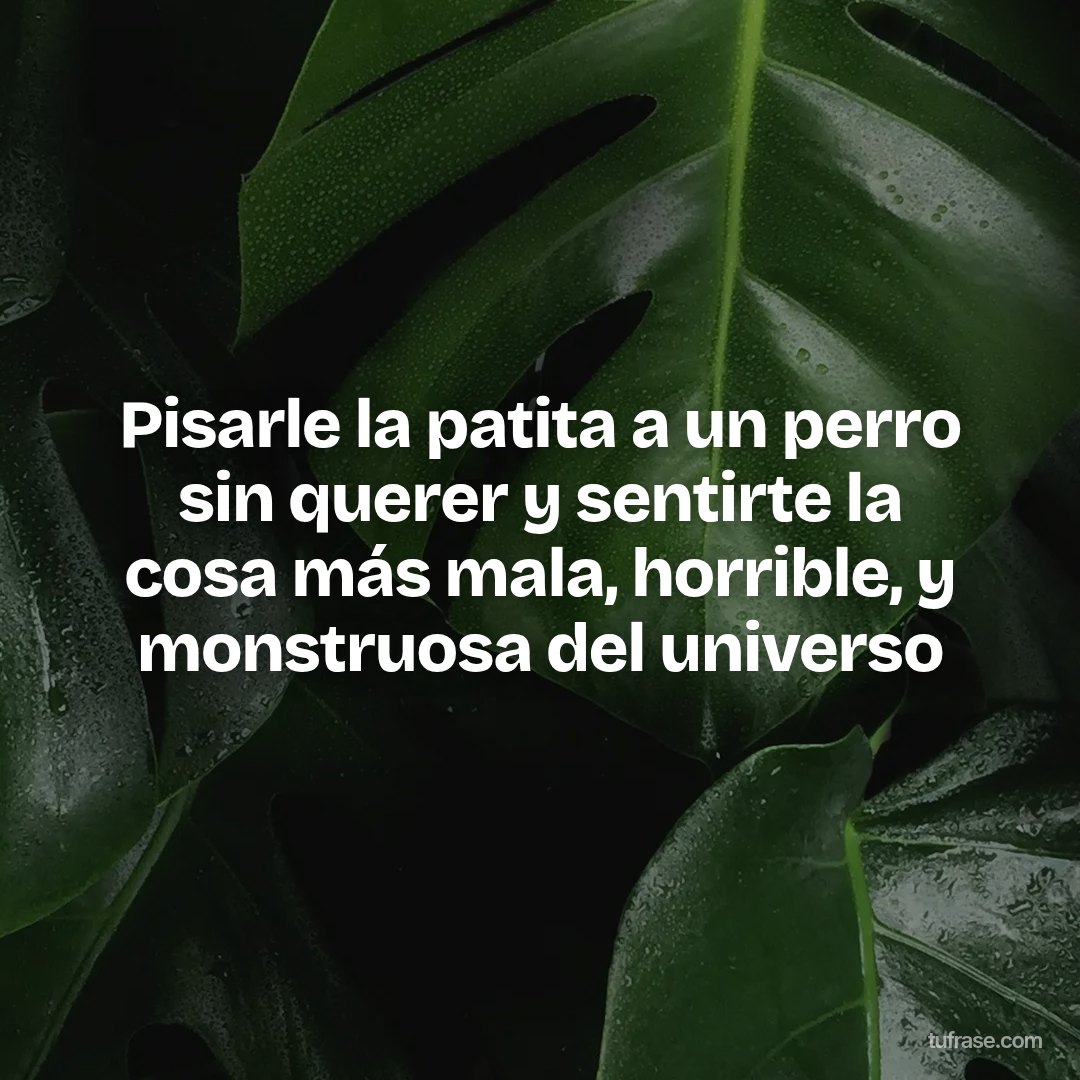 Pisarle la patita a un perro sin querer y sentirte la cosa más mala, horrible, y monstruosa del universo