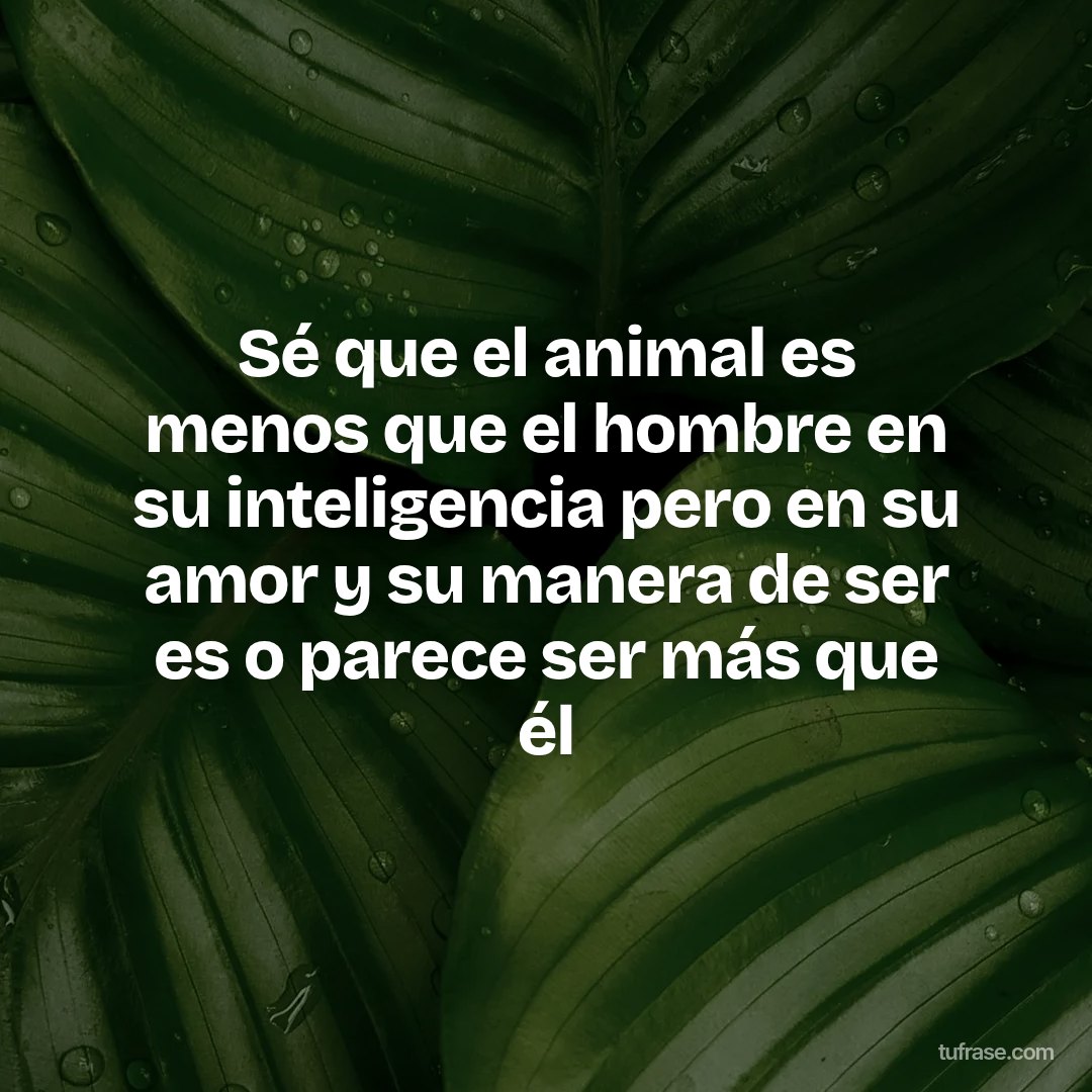 Sé que el animal es menos que el hombre en su inteligencia pero en su amor y su manera de ser es o parece ser más que él