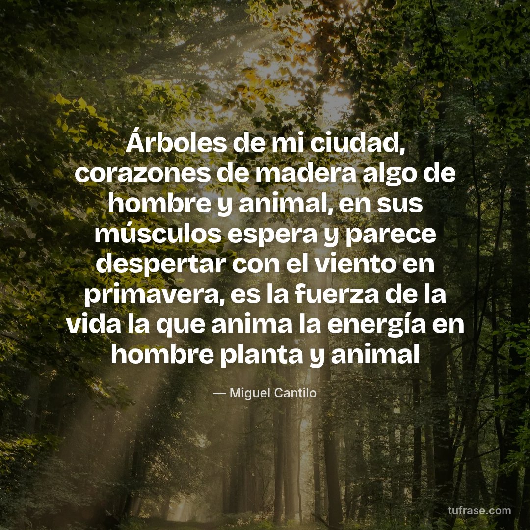 Árboles de mi ciudad, corazones de madera algo de hombre y animal, en sus músculos espera y parece despertar con el viento en primavera, es la fuerza de la vida la que anima la energía en hombre planta y animal