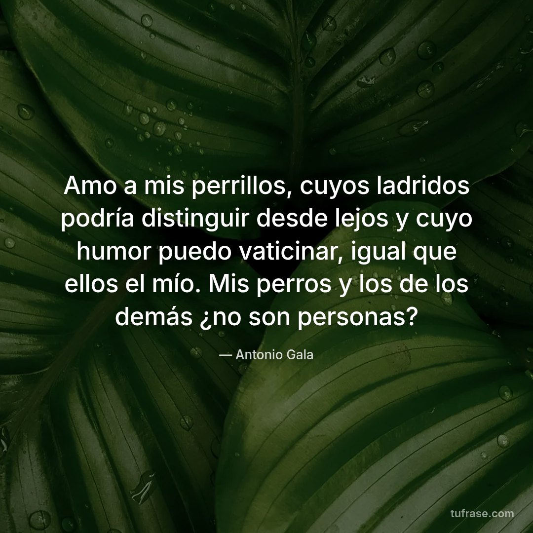 Amo a mis perrillos, cuyos ladridos podría distinguir desde lejos y cuyo humor puedo vaticinar, igual que ellos el mío. Mis perros y los de los demás ¿no son personas?