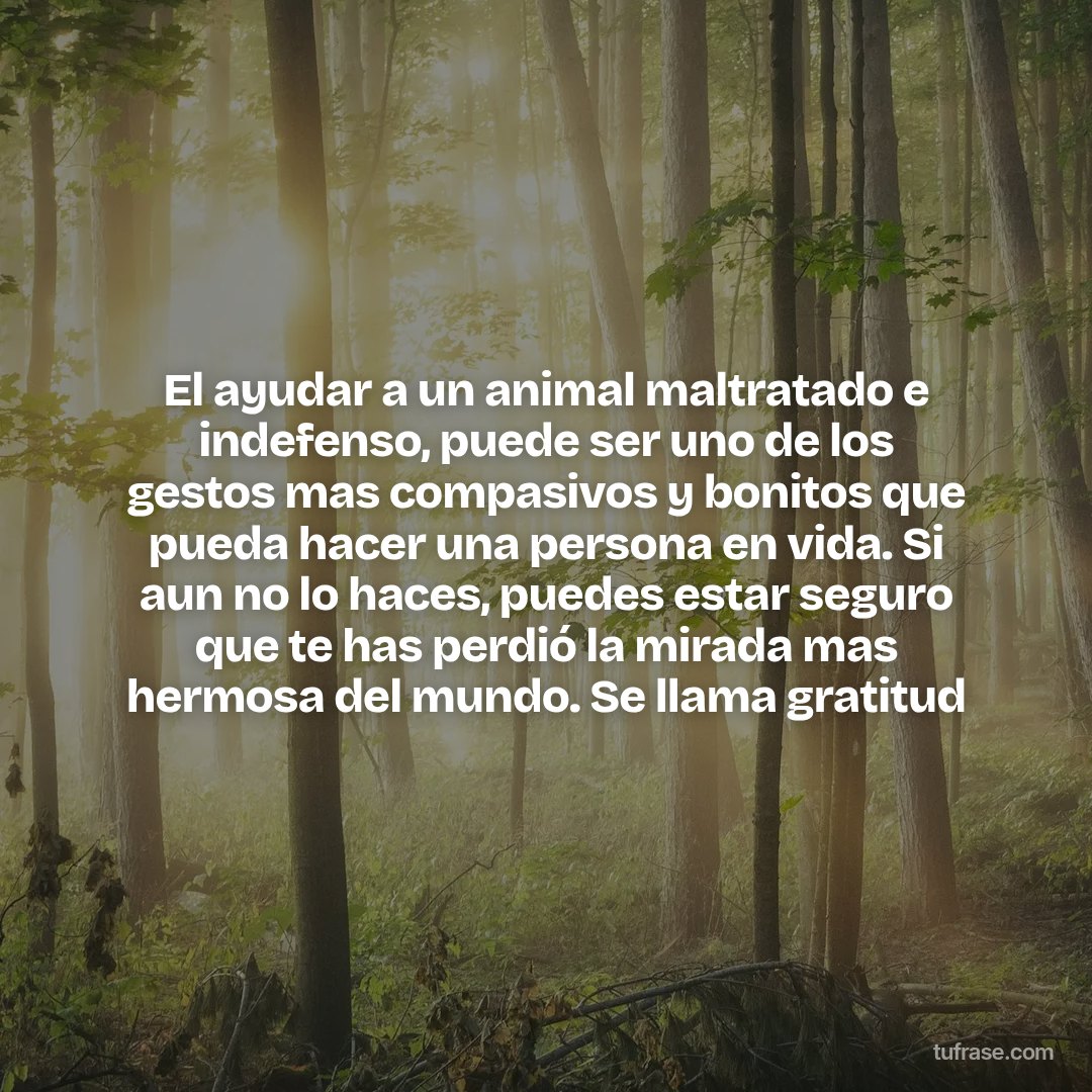 El ayudar a un animal maltratado e indefenso, puede ser uno de los gestos mas compasivos y bonitos que pueda hacer una persona en vida. Si aun no lo haces, puedes estar seguro que te has perdió la mirada mas hermosa del mundo. Se llama gratitud