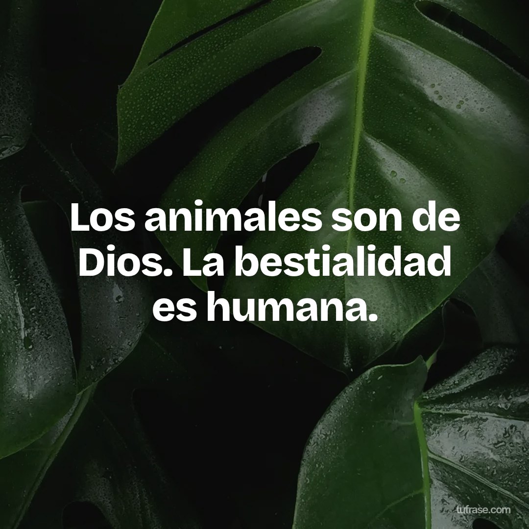 Los animales son de Dios. La bestialidad es humana.