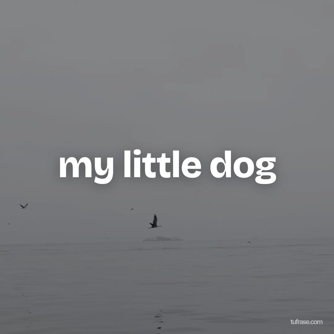 my little dog