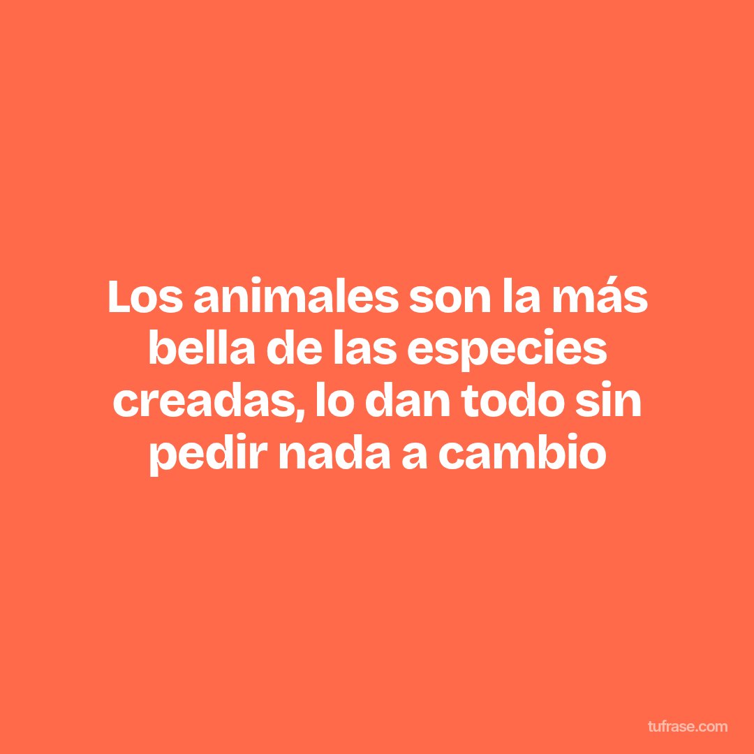 Los animales son la más bella de las especies creadas, lo dan todo sin pedir nada a cambio