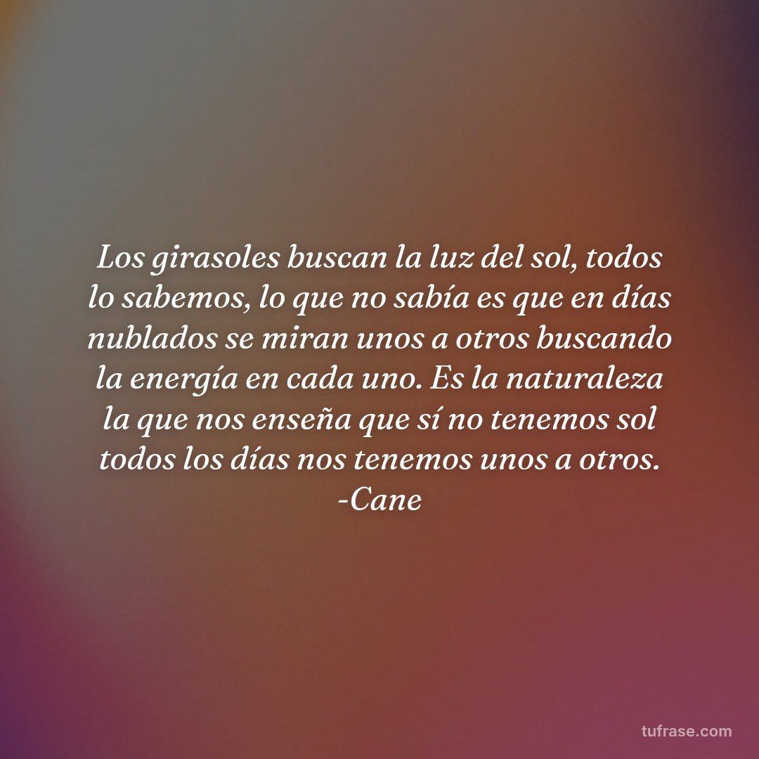 Los girasoles buscan la luz del sol, todos lo sabemos, lo que no sabía es que en días nublados se miran unos a otros buscando la energía en cada uno. Es la naturaleza la que nos enseña que sí no tenemos sol todos los días nos tenemos unos a otros. -Cane