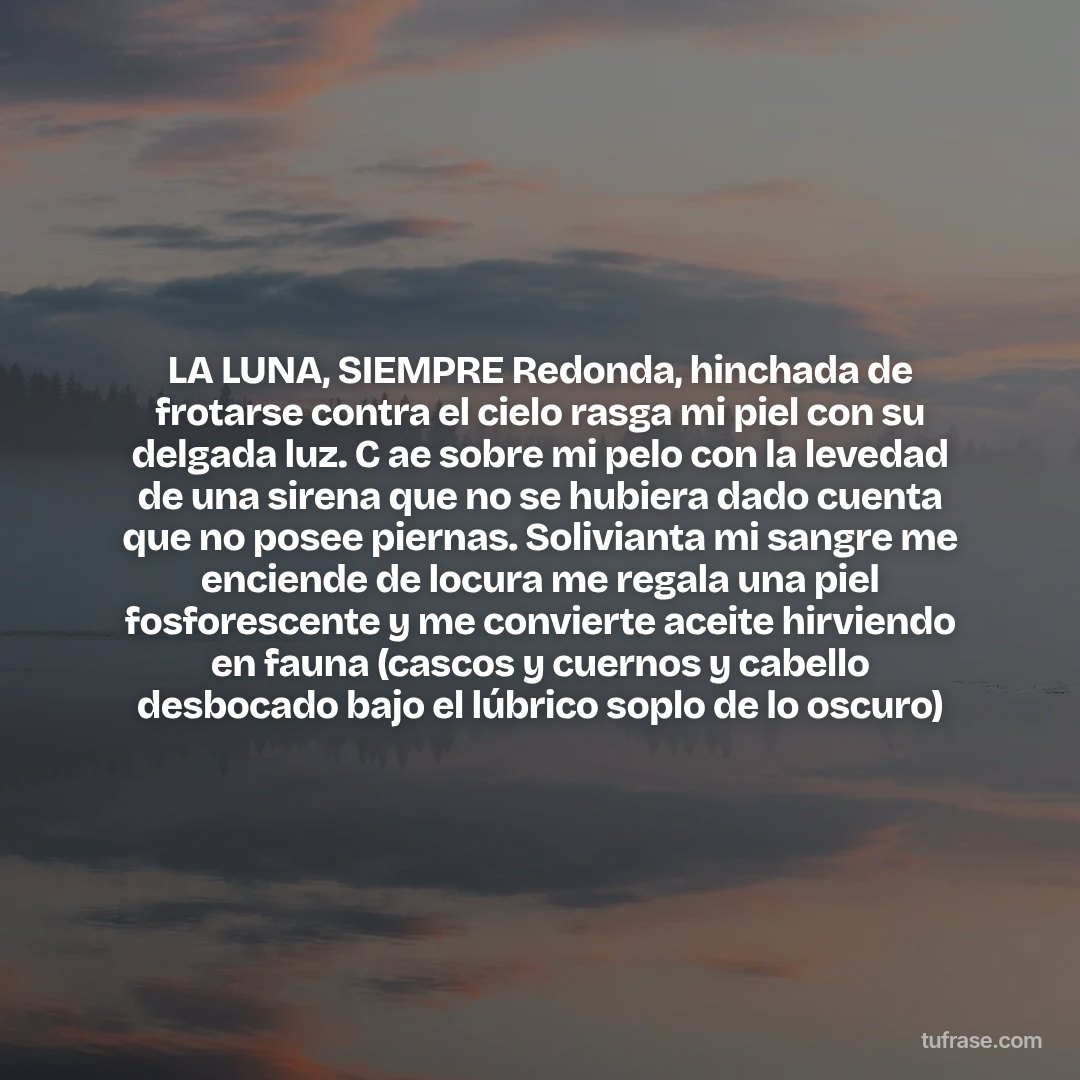 LA LUNA, SIEMPRE Redonda, hinchada de frotarse contra el cielo rasga mi piel con su delgada luz. C ae sobre mi pelo con la levedad de una sirena que no se hubiera dado cuenta que no posee piernas. Solivianta mi sangre me enciende de locura me regala una piel fosforescente y me convierte aceite hirviendo en fauna (cascos y cuernos y cabello desbocado bajo el lúbrico soplo de lo oscuro)