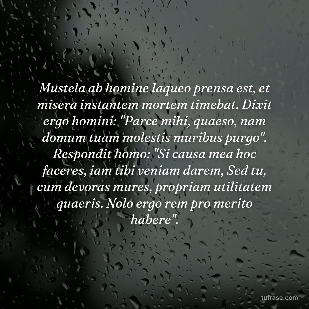 Mustela ab homine laqueo prensa est, et misera instantem mortem timebat. Dixit ergo homini: "Parce mihi, quaeso, nam domum tuam molestis muribus purgo". Respondit homo: "Si causa mea hoc faceres, iam tibi veniam darem, Sed tu, cum devoras mures, propriam utilitatem quaeris. Nolo ergo rem pro merito habere".