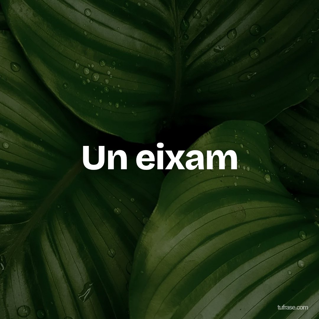 Un eixam