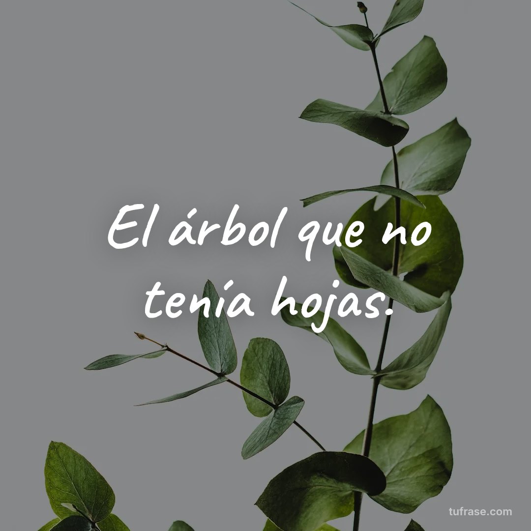 El árbol que no tenía hojas.
