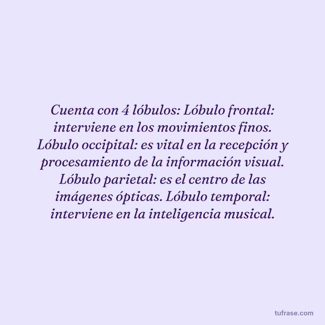 Cuenta con 4 lóbulos: Lóbulo frontal: interviene en los movimientos finos. Lóbulo occipital: es vital en la recepción y procesamiento de la información visual. Lóbulo parietal: es el centro de las imágenes ópticas. Lóbulo temporal: interviene en la inteligencia musical.
