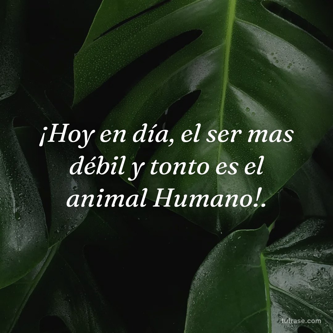 ¡Hoy en día, el ser mas débil y tonto es el animal Humano!.