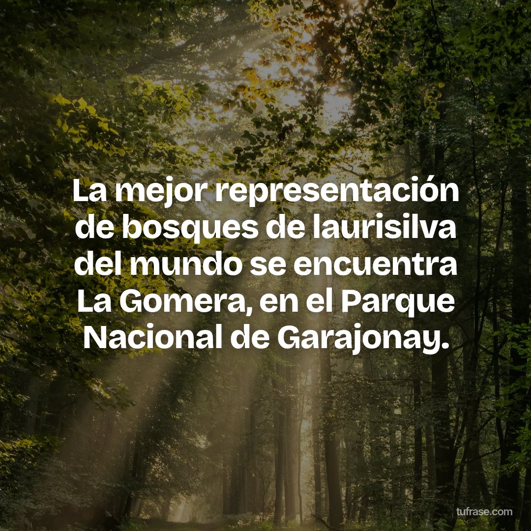 La mejor representación de bosques de laurisilva del mundo se encuentra La Gomera, en el Parque Nacional de Garajonay.