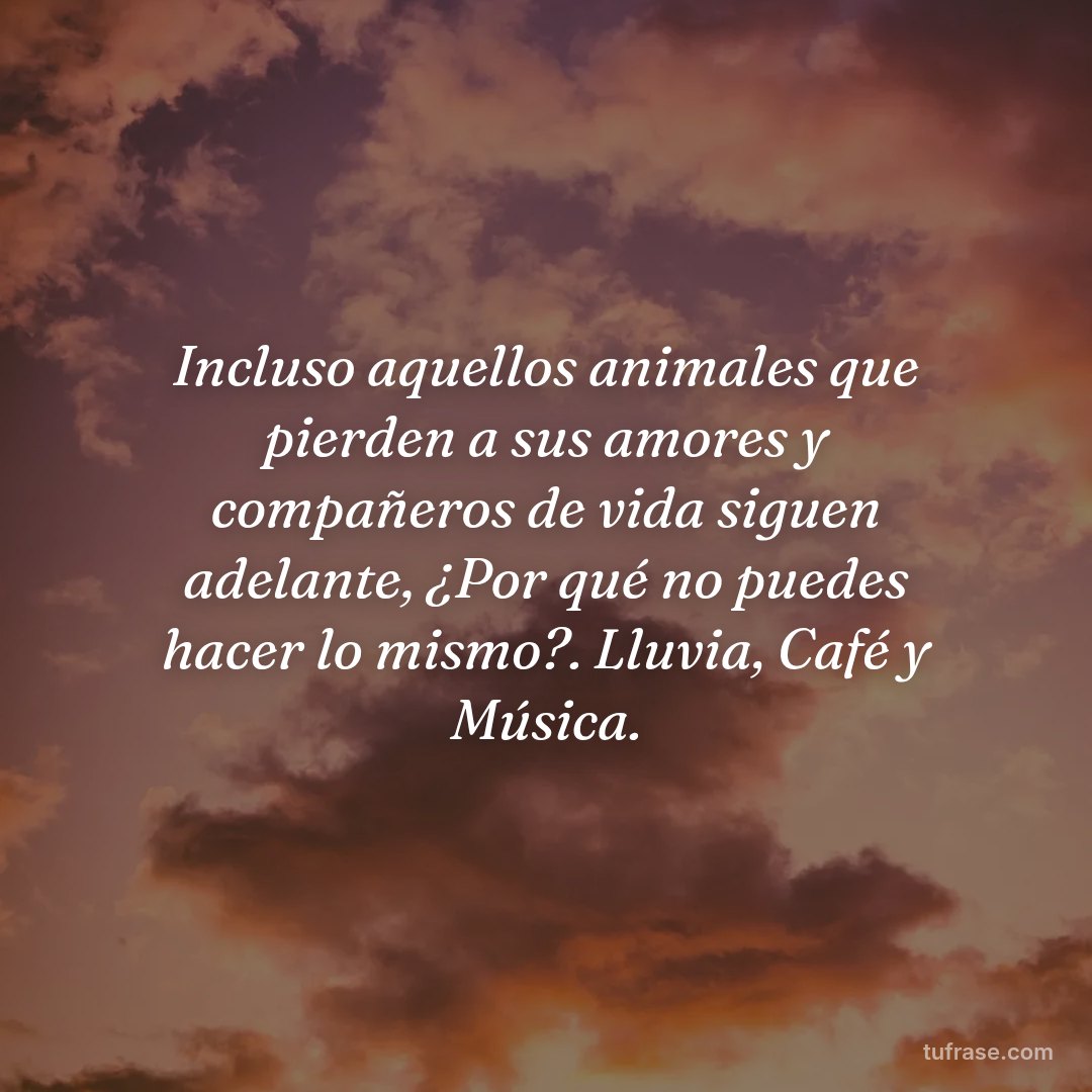 Incluso aquellos animales que pierden a sus amores y compañeros de vida siguen adelante, ¿Por qué no puedes hacer lo mismo?. Lluvia, Café y Música.