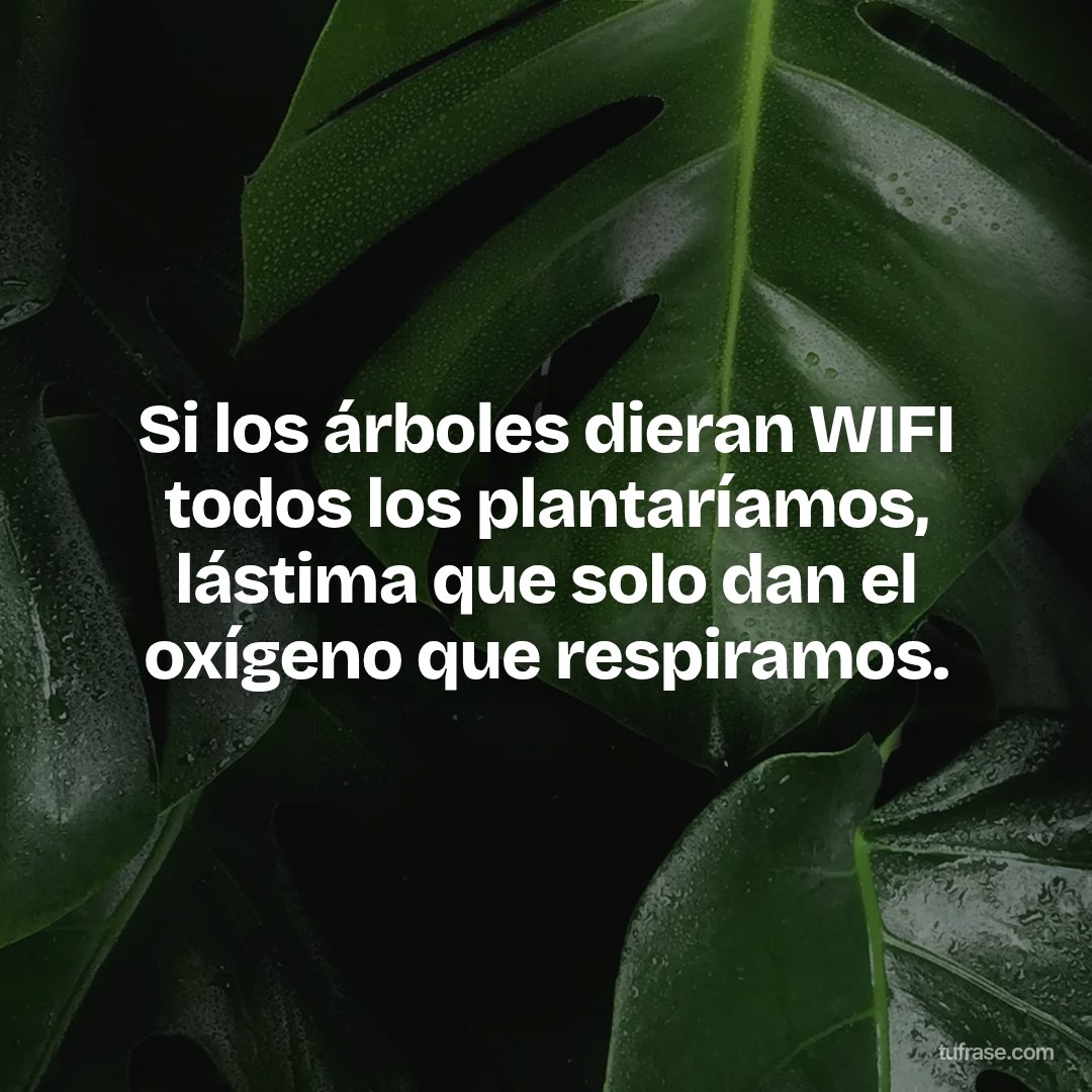 Si los árboles dieran WIFI todos los plantaríamos, lástima que solo dan el oxígeno que respiramos.