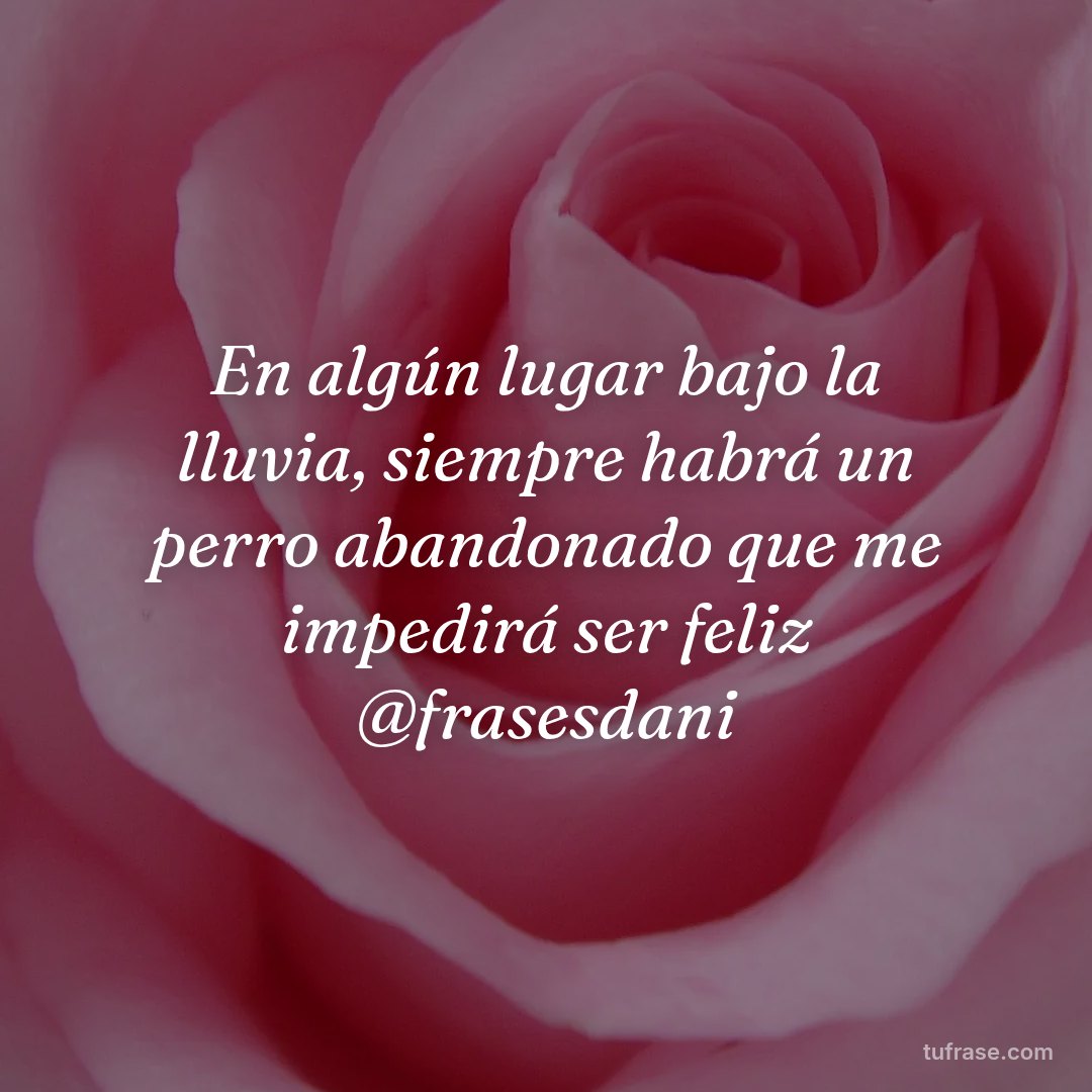 En algún lugar bajo la lluvia, siempre habrá un perro abandonado que me impedirá ser feliz @frasesdani