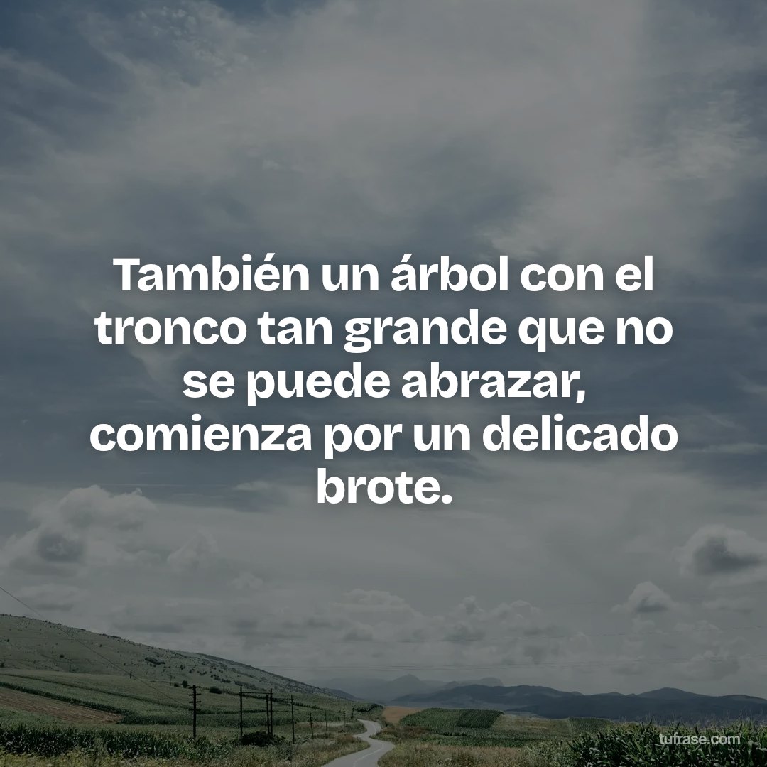 También un árbol con el tronco tan grande que no se puede abrazar, comienza por un delicado brote.