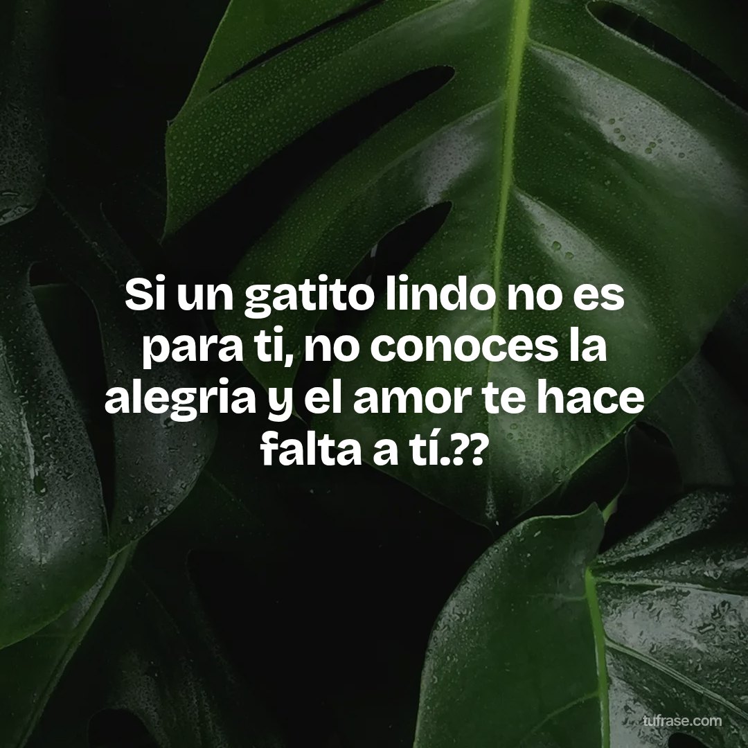 Si un gatito lindo no es para ti, no conoces la alegria y el amor te hace falta a tí.??