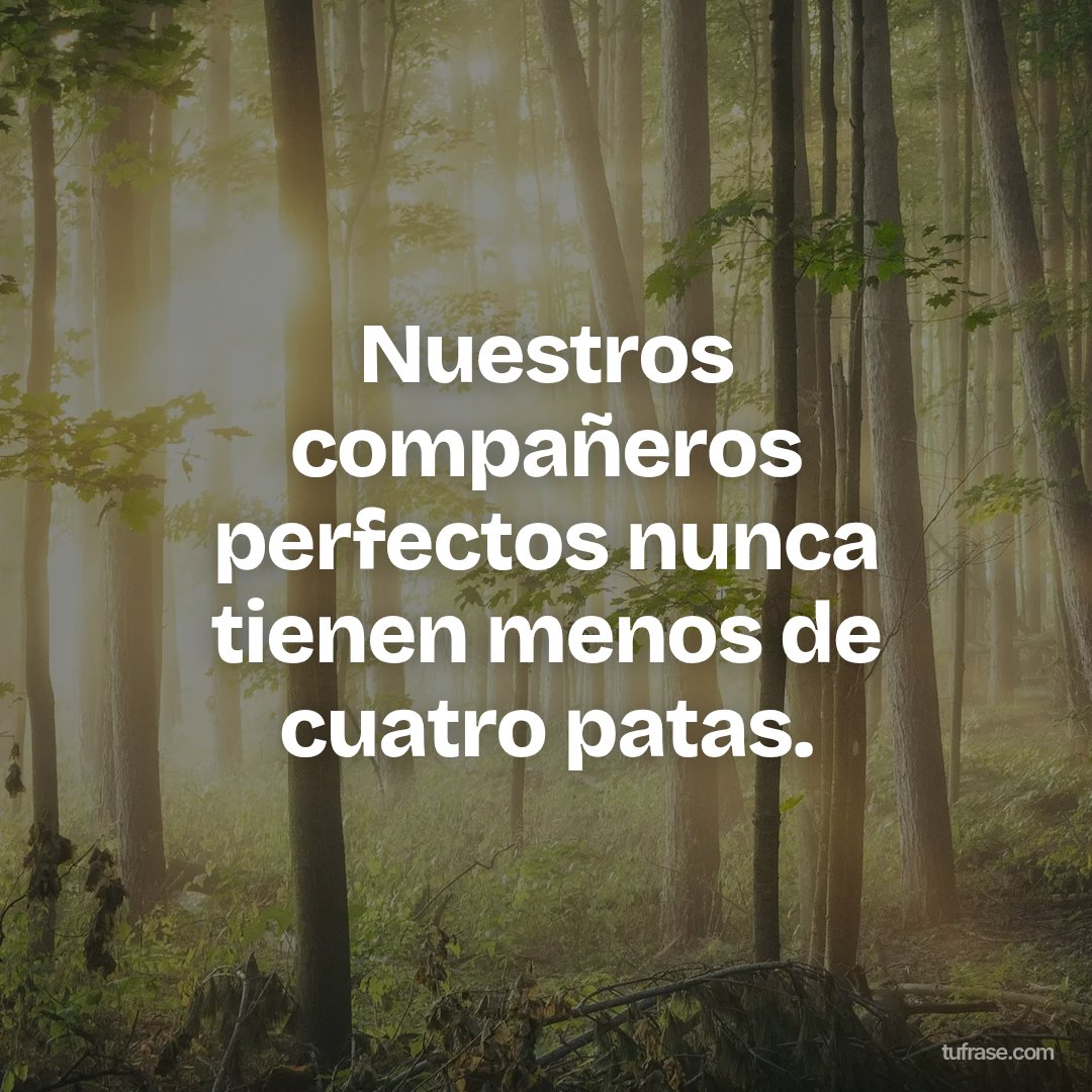 Nuestros compañeros perfectos nunca tienen menos de cuatro patas.