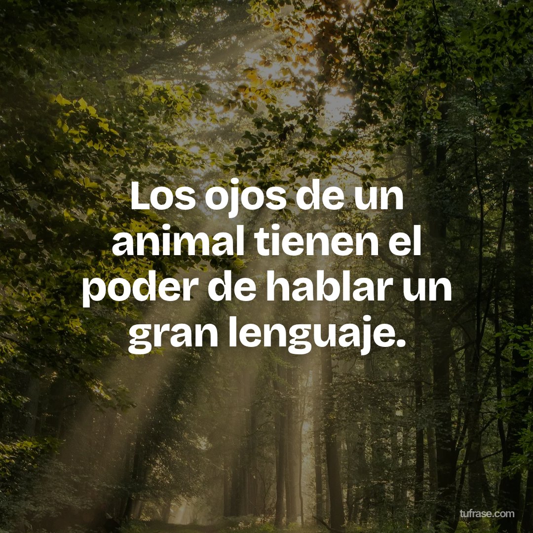 Los ojos de un animal tienen el poder de hablar un gran lenguaje.