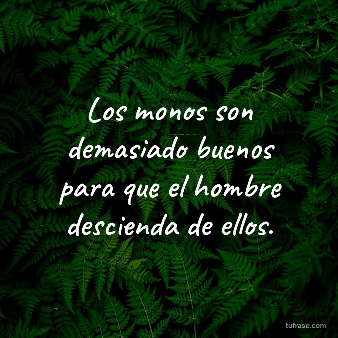 Los monos son demasiado buenos para que el hombre descienda de ellos.