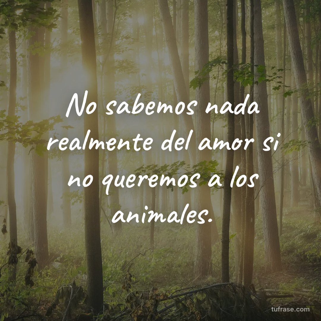 No sabemos nada realmente del amor si no queremos a los animales.