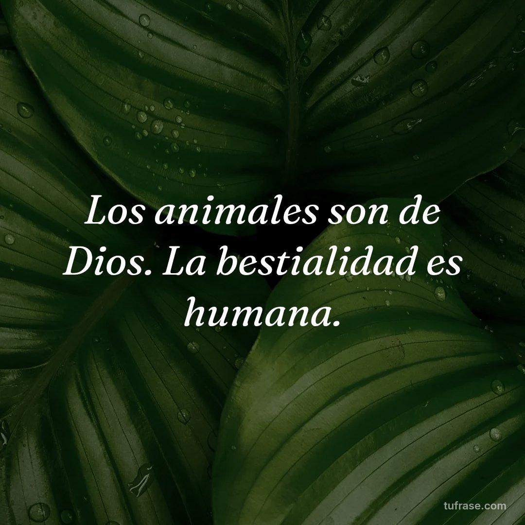Los animales son de Dios. La bestialidad es humana.