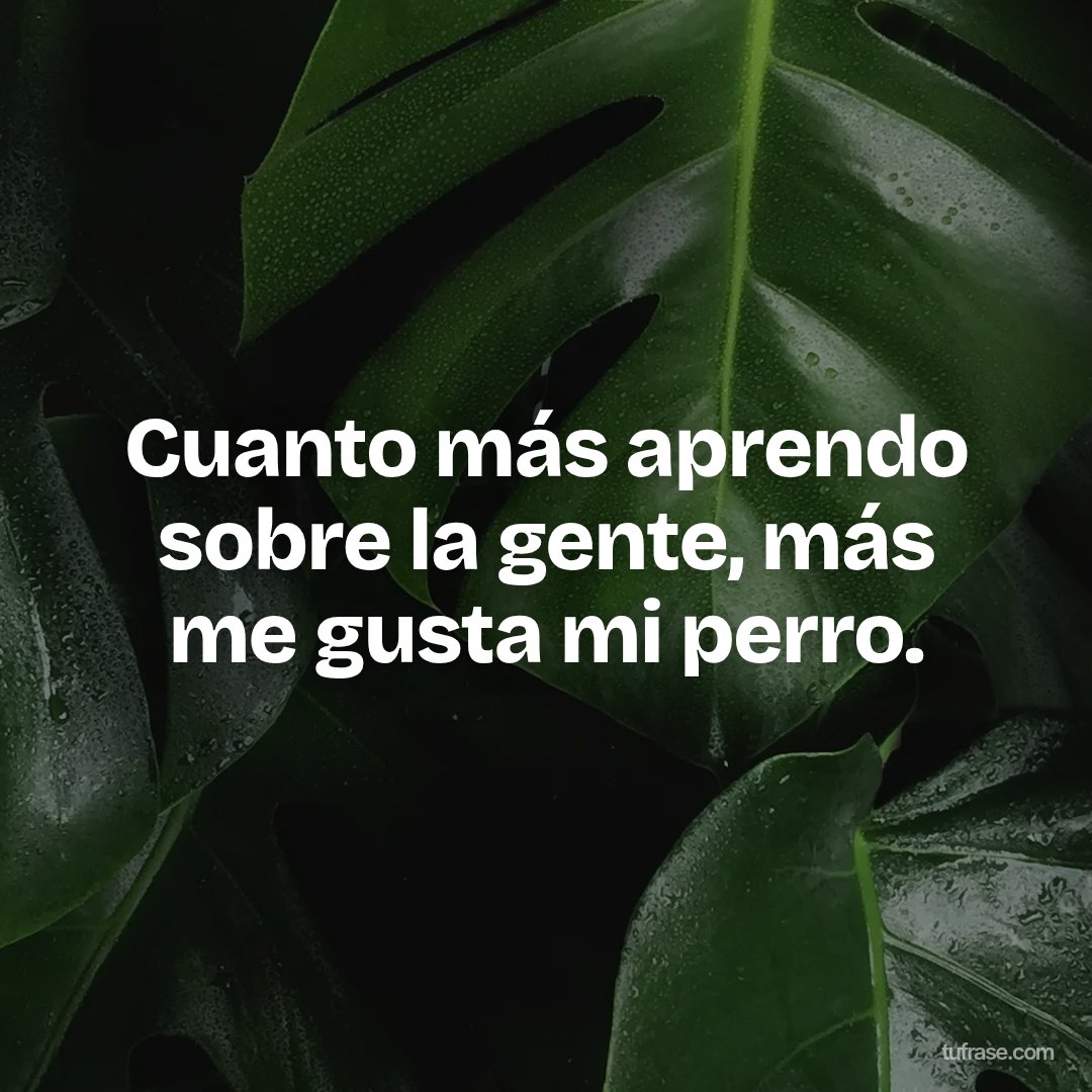 Cuanto más aprendo sobre la gente, más me gusta mi perro.