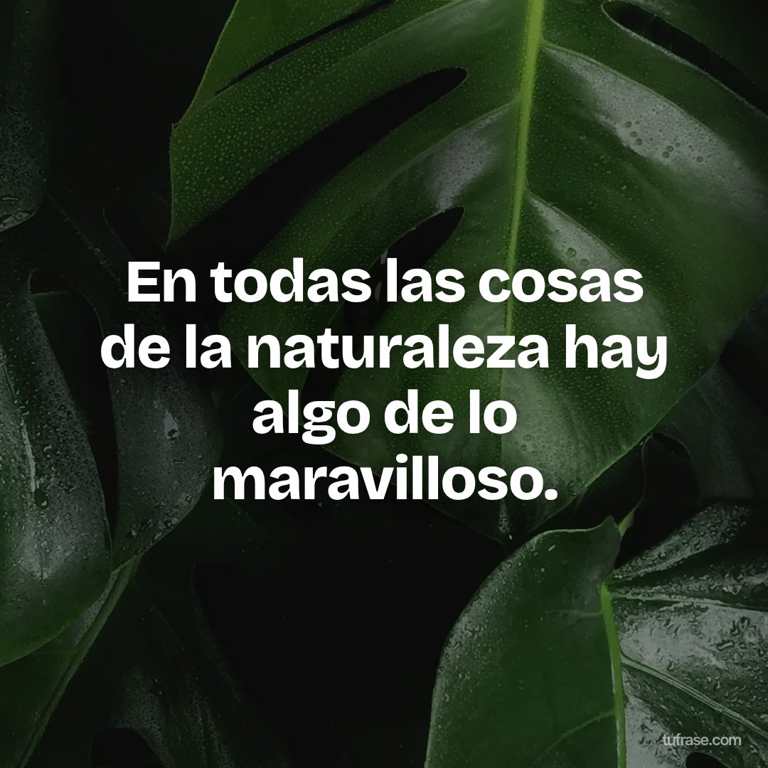 En todas las cosas de la naturaleza hay algo de lo maravilloso.
