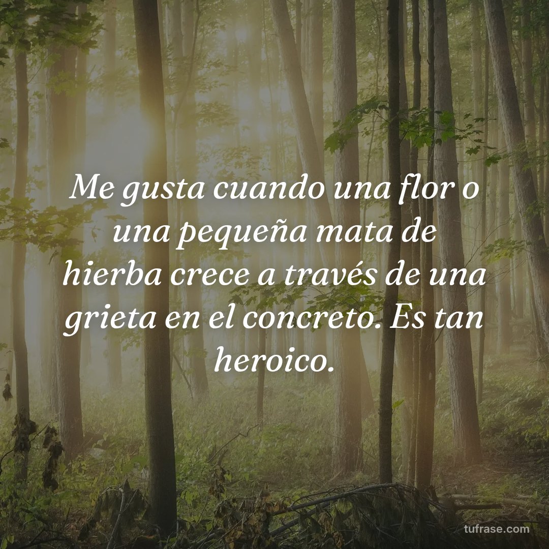 Me gusta cuando una flor o una pequeña mata de hierba crece a través de una grieta en el concreto. Es tan heroico.