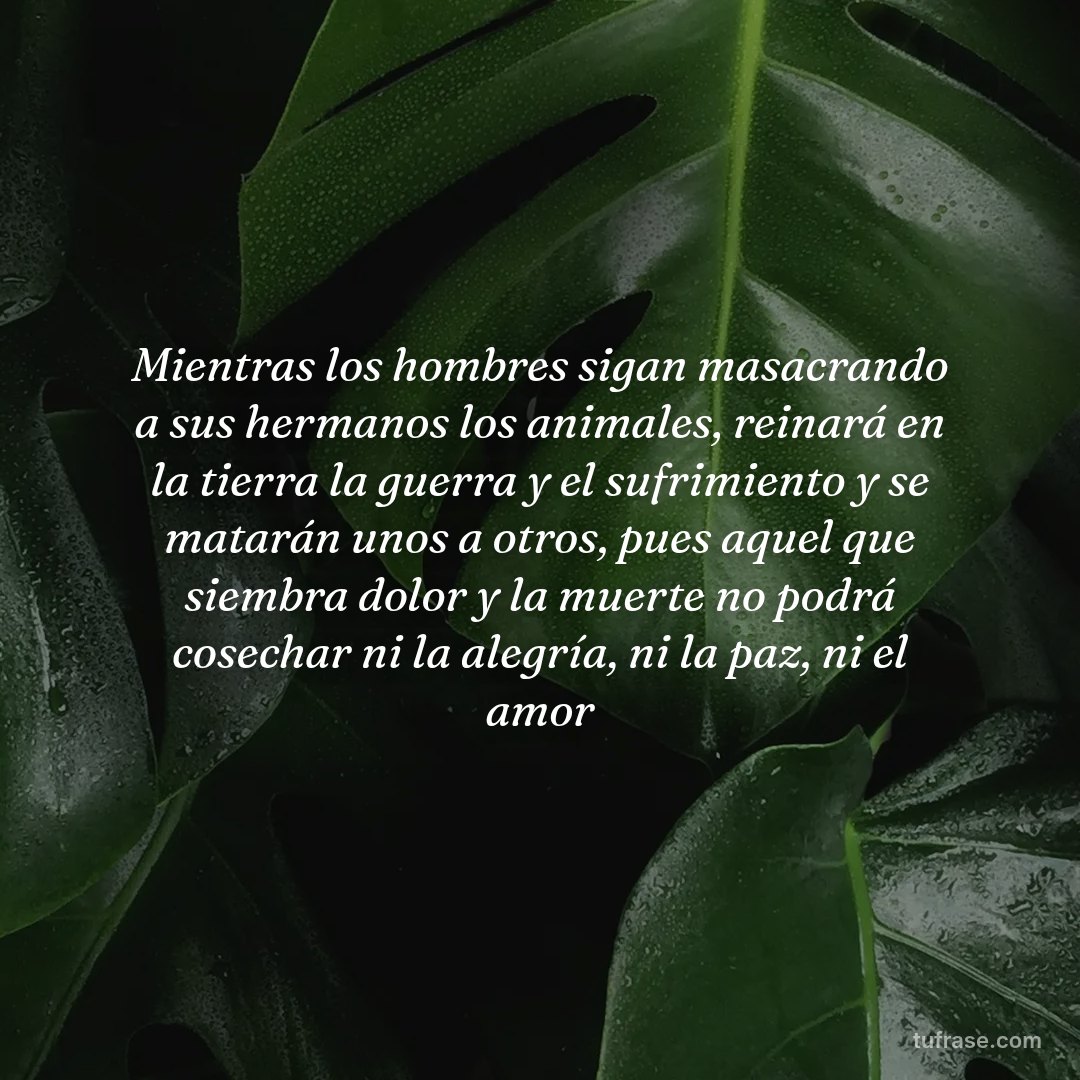 Mientras los hombres sigan masacrando a sus hermanos los animales, reinará en la tierra la guerra y el sufrimiento y se matarán unos a otros, pues aquel que siembra dolor y la muerte no podrá cosechar ni la alegría, ni la paz, ni el amor