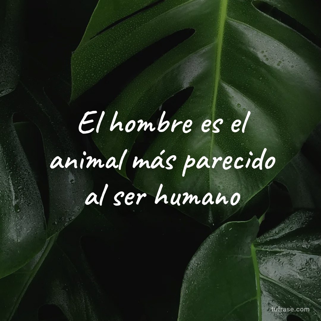El hombre es el animal más parecido al ser humano