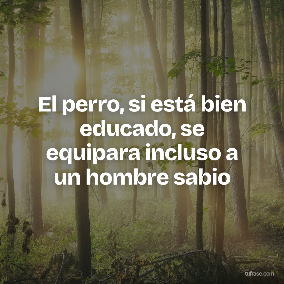El perro, si está bien educado, se equipara incluso a un hombre sabio