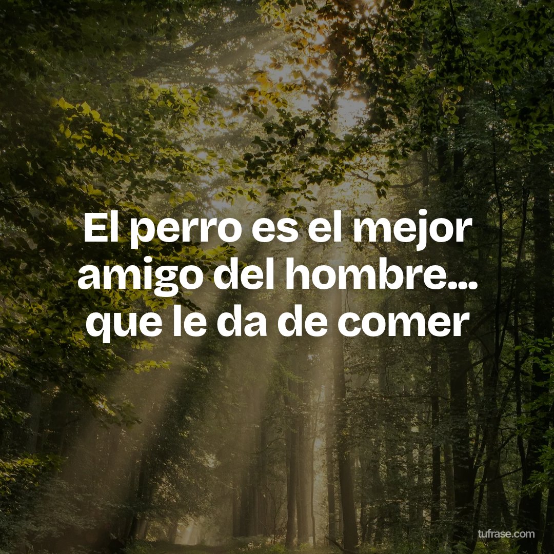 El perro es el mejor amigo del hombre... que le da de comer