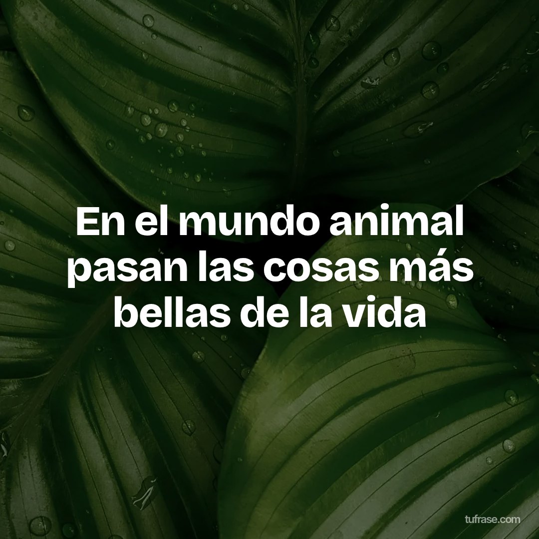 En el mundo animal pasan las cosas más bellas de la vida