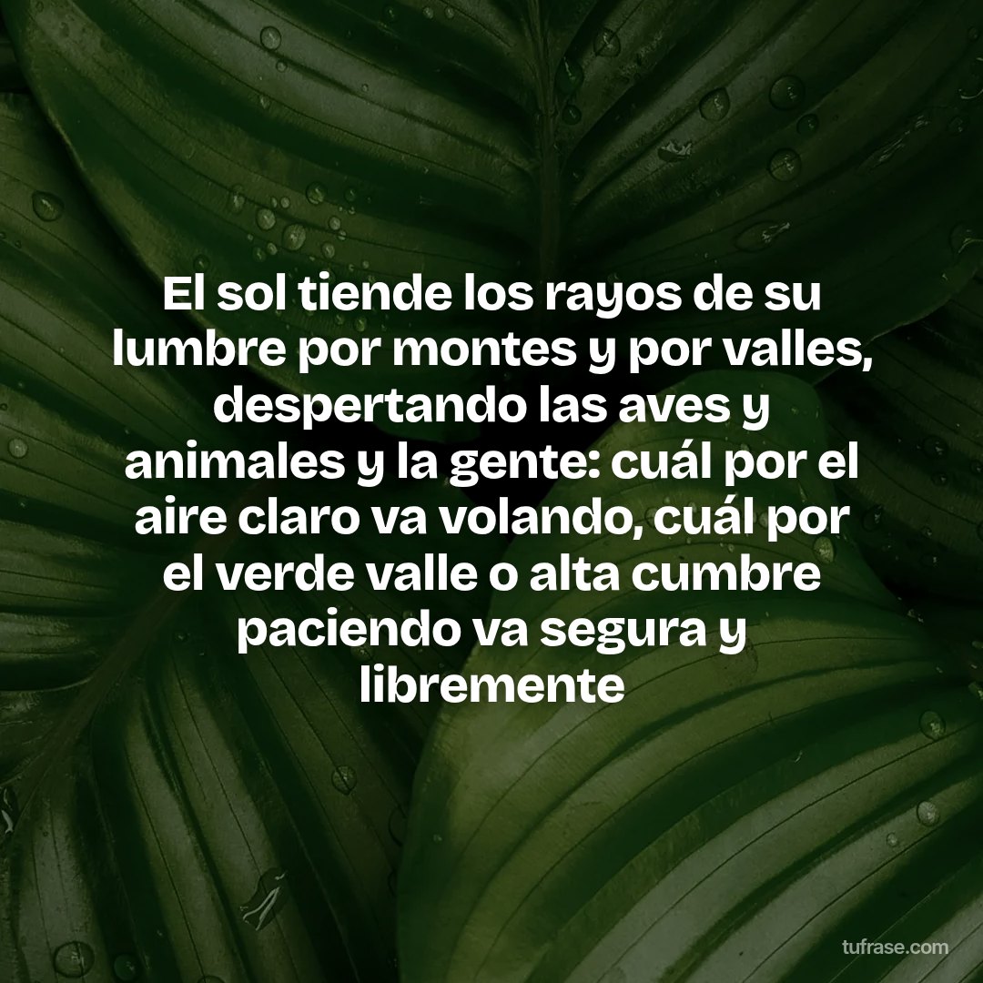 El sol tiende los rayos de su lumbre por montes y por valles, despertando las aves y animales y la gente: cuál por el aire claro va volando, cuál por el verde valle o alta cumbre paciendo va segura y libremente