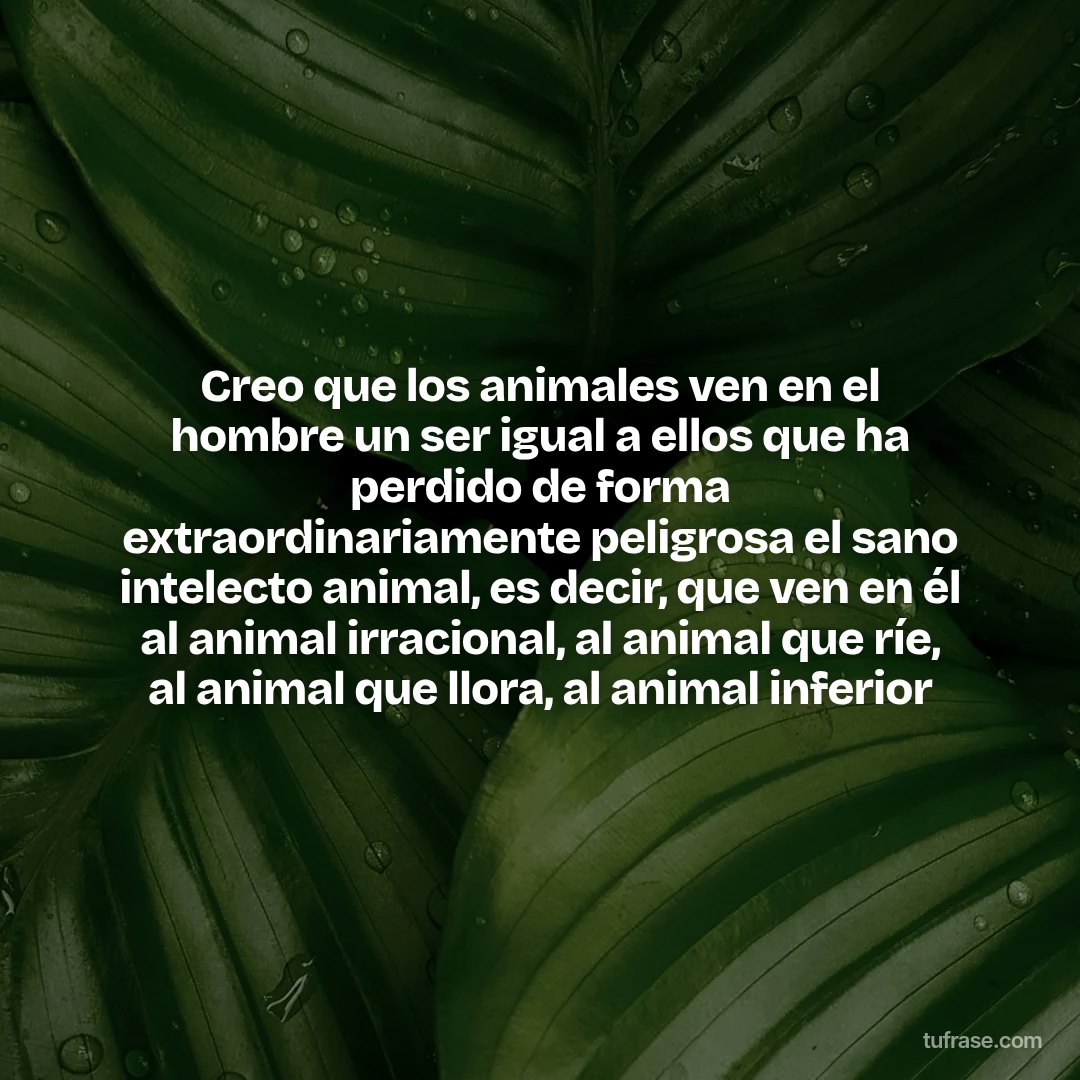 Creo que los animales ven en el hombre un ser igual a ellos que ha perdido de forma extraordinariamente peligrosa el sano intelecto animal, es decir, que ven en él al animal irracional, al animal que ríe, al animal que llora, al animal inferior
