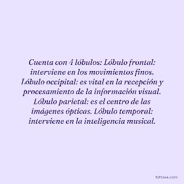 Cuenta con 4 lóbulos: Lóbulo frontal: interviene en los movimientos finos. Lóbulo occipital: es vital en la recepción y procesamiento de la información visual. Lóbulo parietal: es el centro de las imágenes ópticas. Lóbulo temporal: interviene en la inteligencia musical.