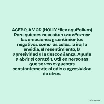 ACEBO, AMOR (HOLLY *Ilex aquifolium) Para quienes necesitan transformar las emociones y sentimientos negativos como los celos, la ira, la envidia, el resentimiento, la agresividad y la desconfianza. Ayuda a abrir el corazón. Útil en personas que se ven expuestas constantemente al odio o agresividad de otros.