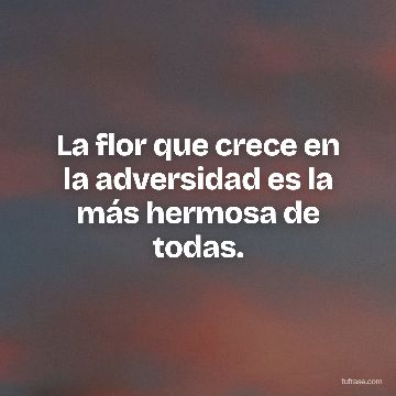 La flor que crece en la adversidad es la más hermosa de todas.