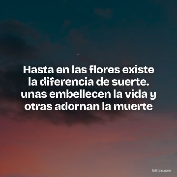 Hasta en las flores existe la diferencia de suerte. unas embellecen la vida y otras adornan la muerte
